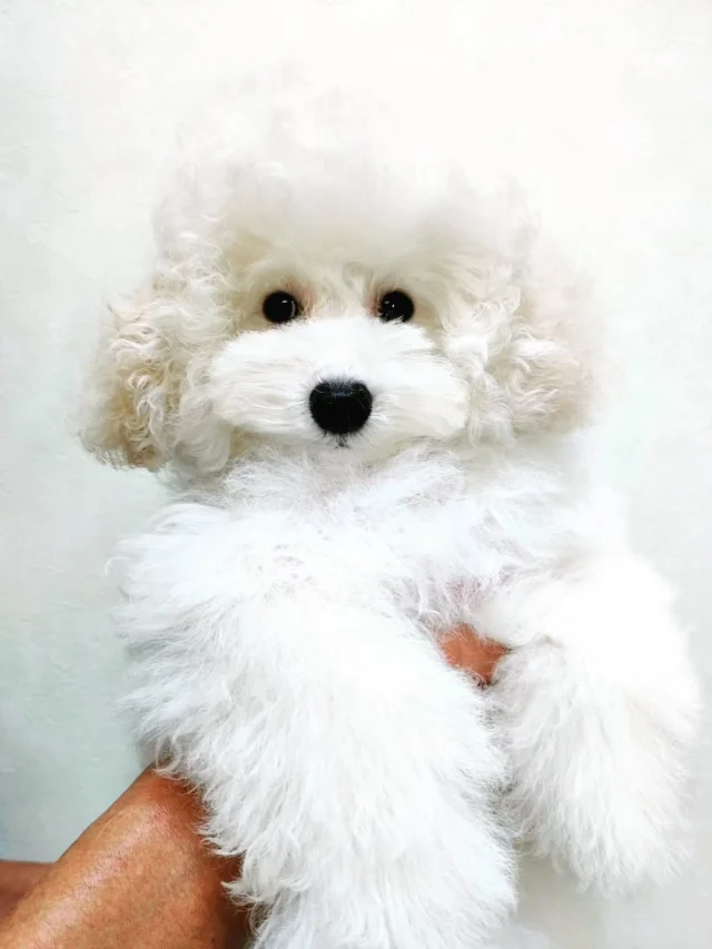 * vintage dog ୨୧ * モコモコ ホワイトの プードルちゃん vintage dog ୨୧ * モコモコ ホワイトの プードルちゃん - メルカリ